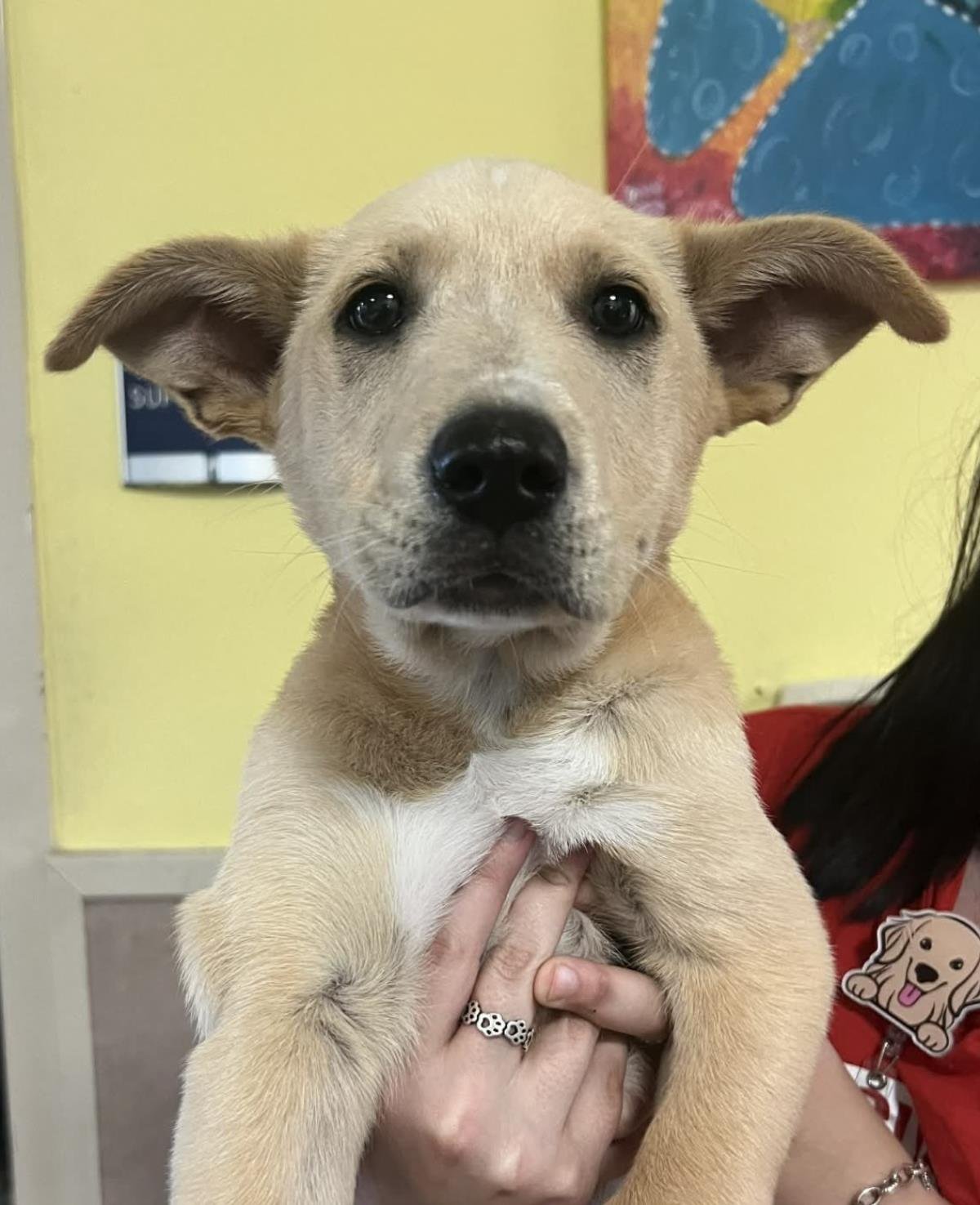 PEYTON - Labrador Retriever / Great Pyrenees available for adoption