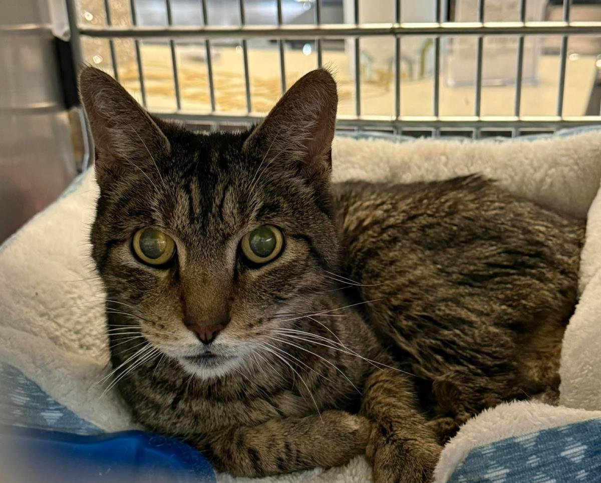 HANS - Domestic Short Hair available for adoption