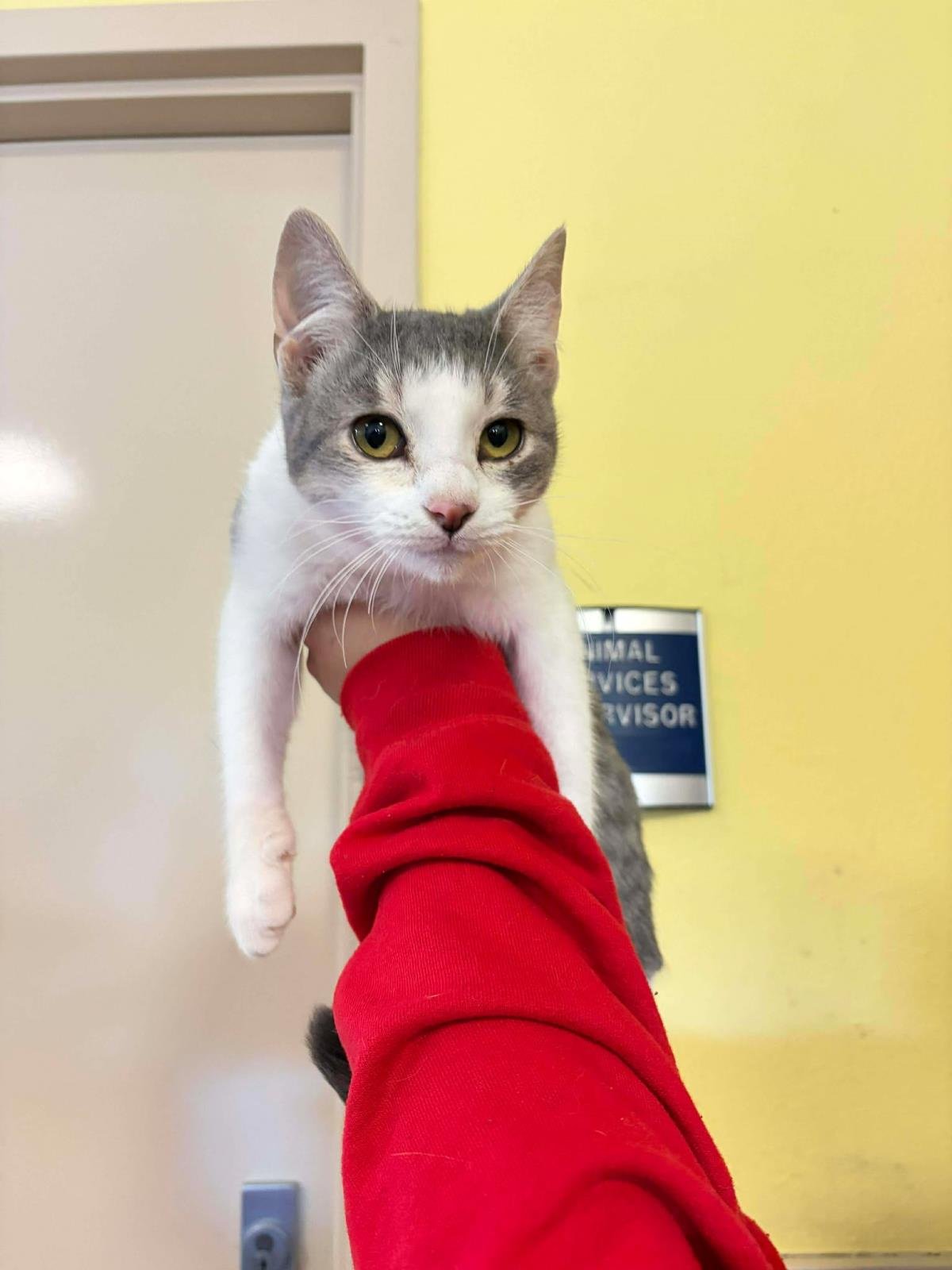 NICOLAS - Domestic Short Hair available for adoption