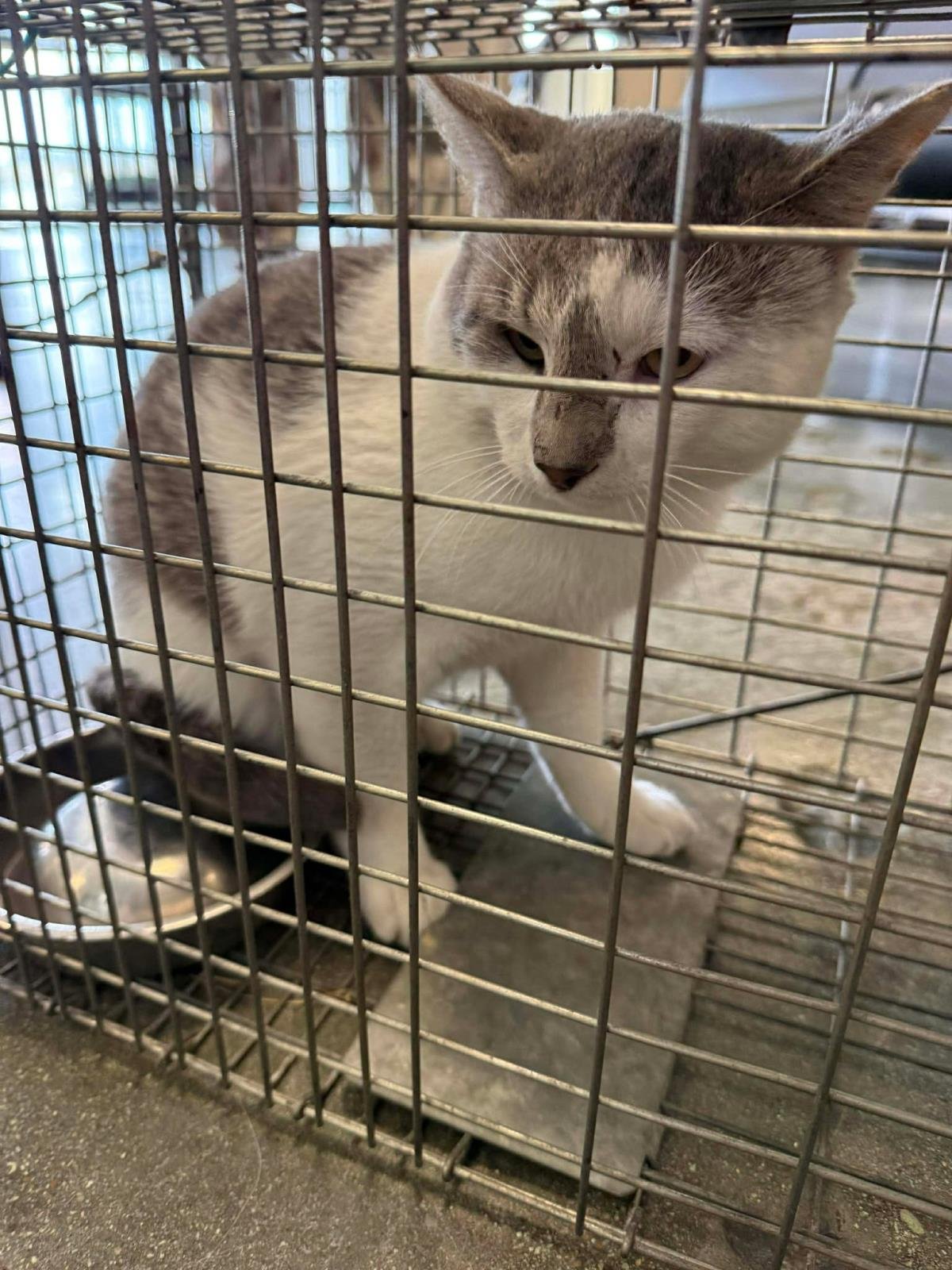 GUS - Domestic Short Hair available for adoption