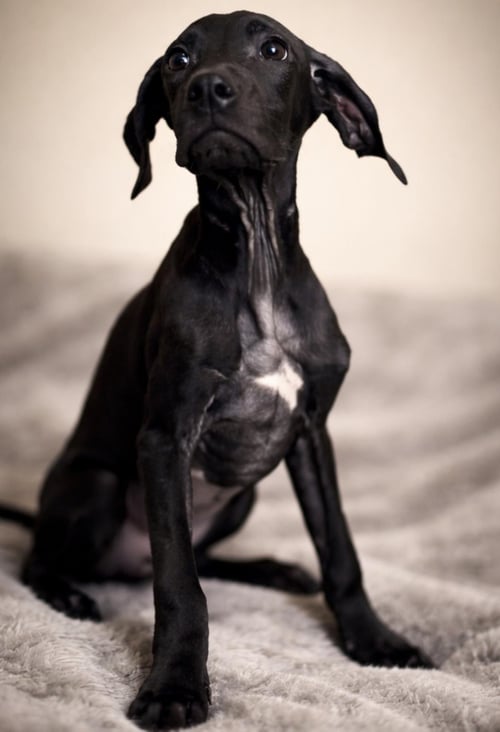 ELAINA - Weimaraner / Cane Corso Mastiff available for adoption