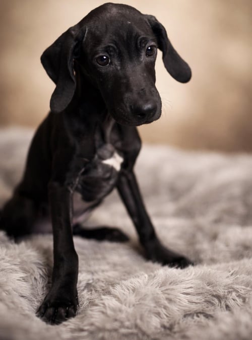 ELAINA - Weimaraner / Cane Corso Mastiff available for adoption