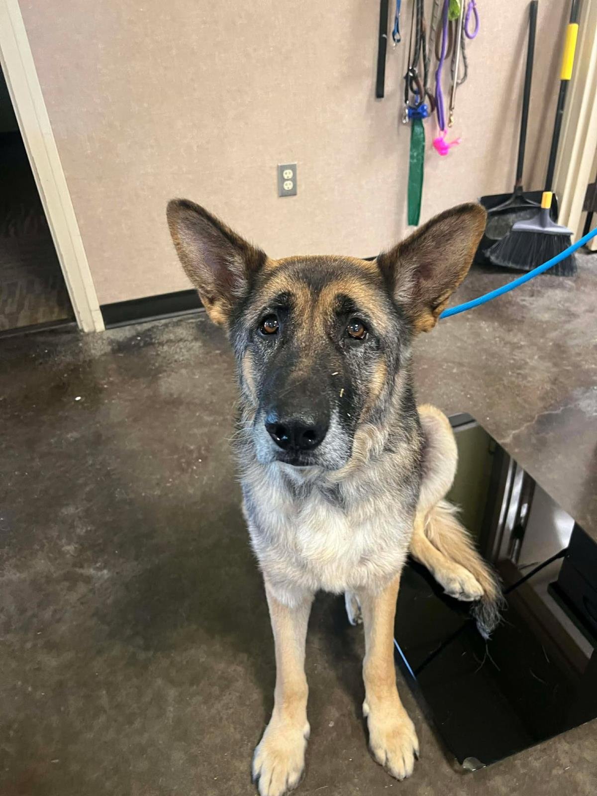 MIYAGI - German Shepherd Dog available for adoption