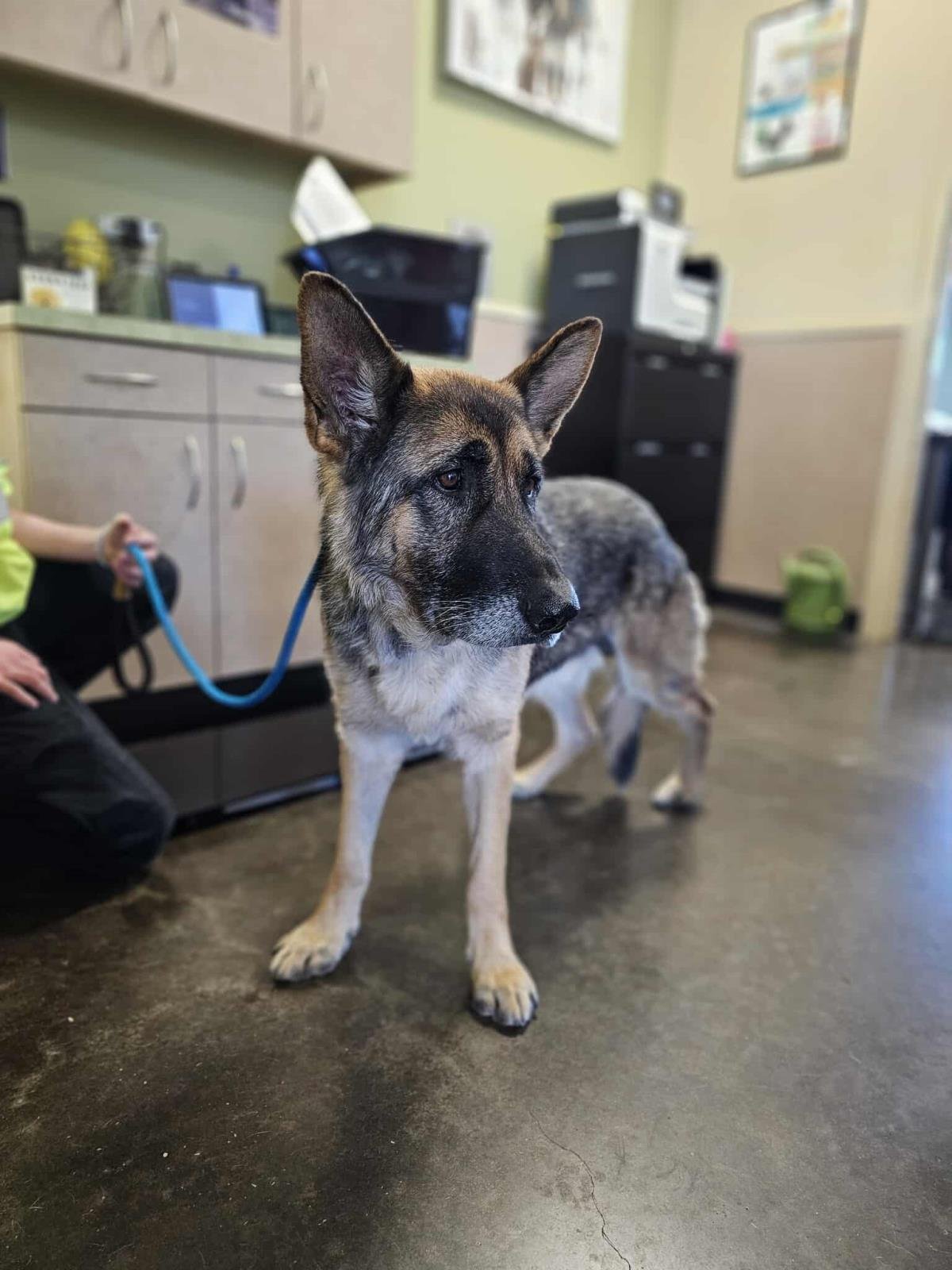 MIYAGI - German Shepherd Dog available for adoption