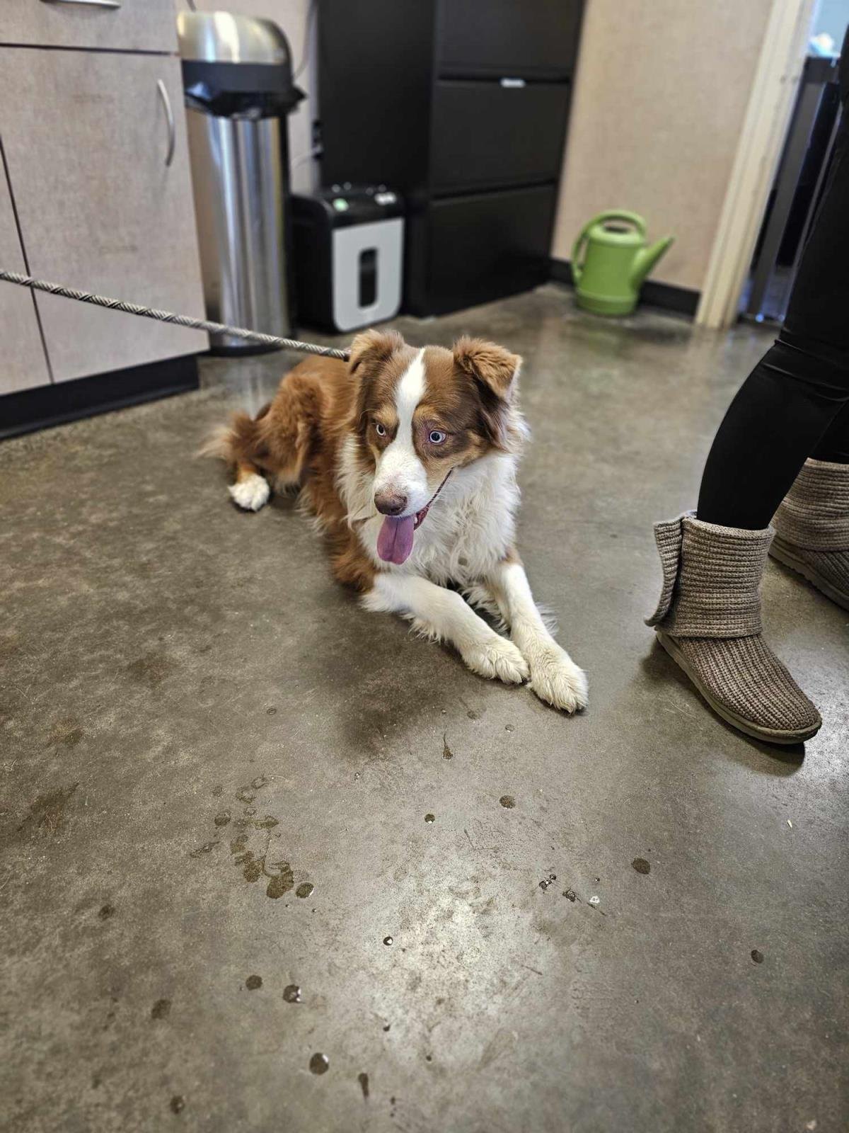 FOUND STRAY: GUNNER - Australian Shepherd available for adoption