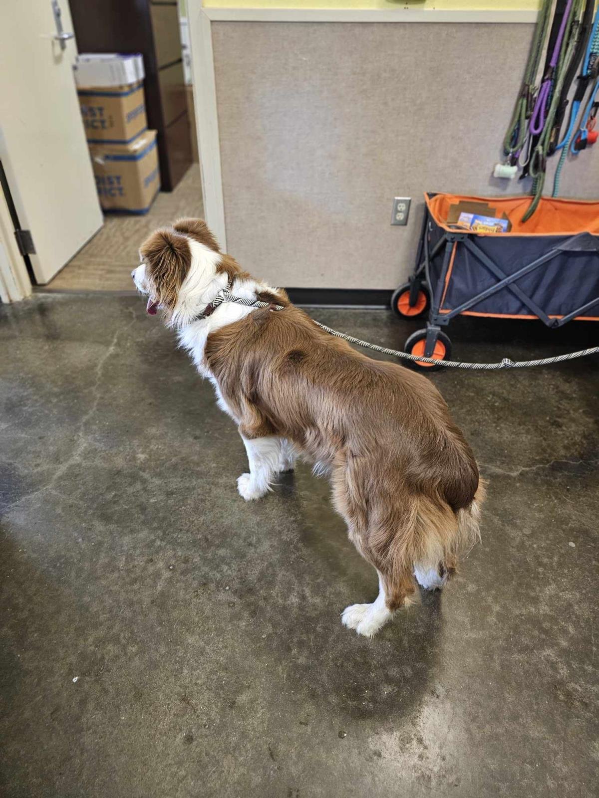 Found stray: Gunner - Photo 3