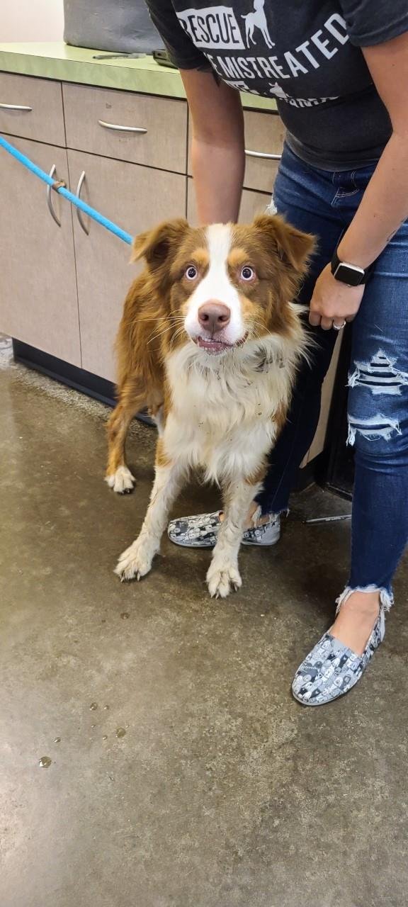 Found stray: Gunner - Photo 4