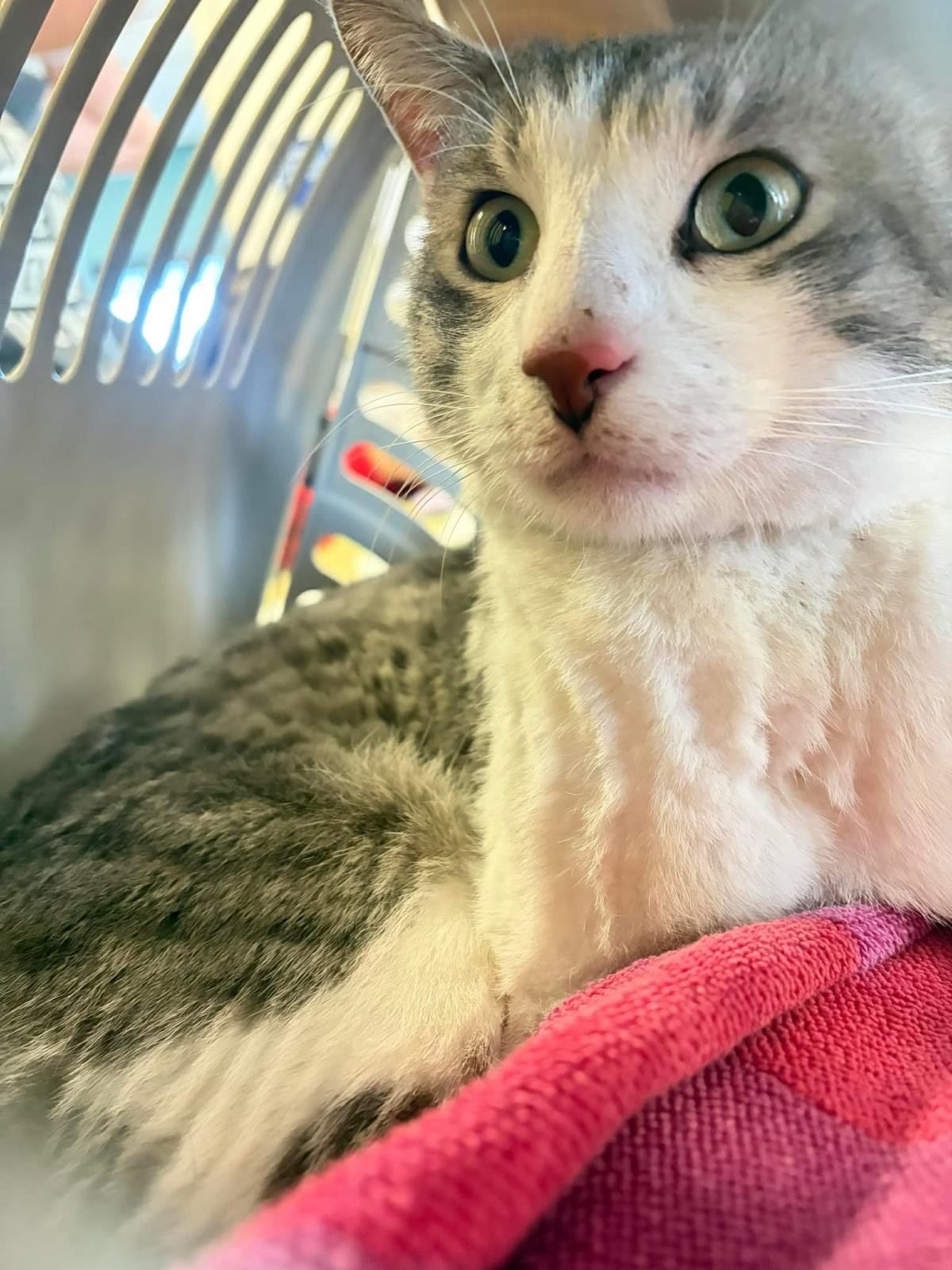 BLUE - Domestic Short Hair available for adoption