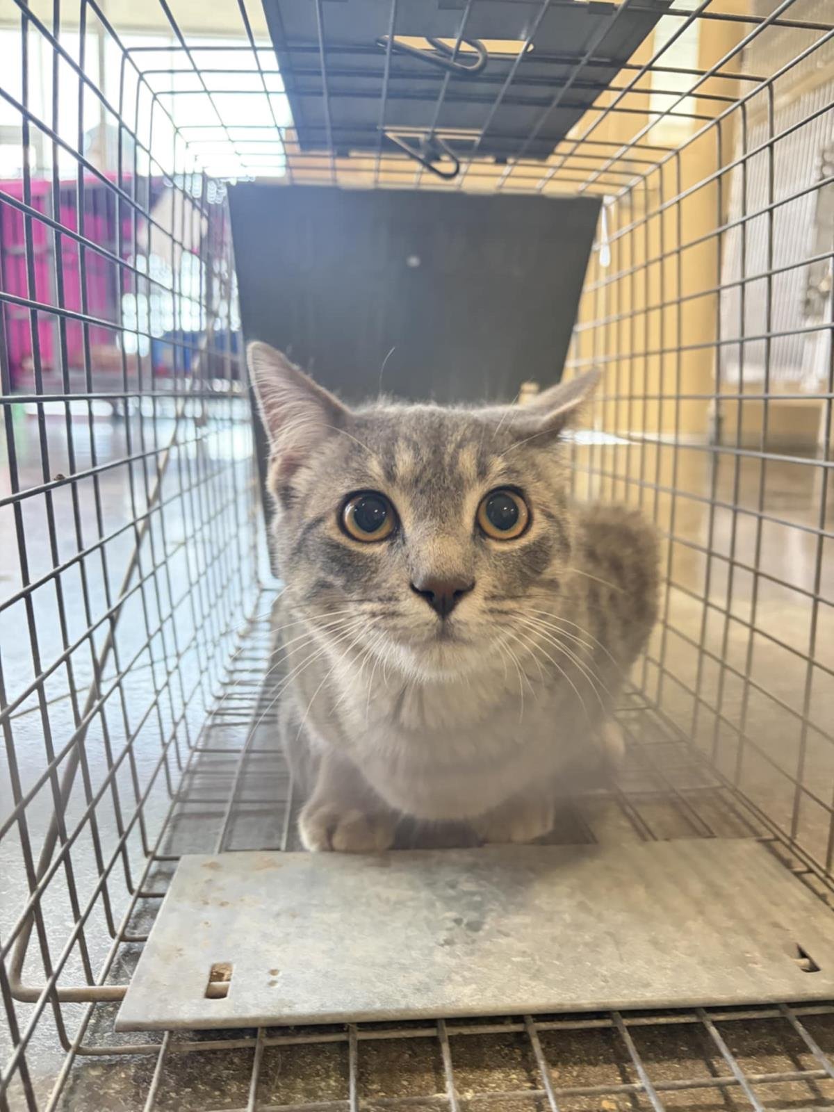 ELLA - Domestic Short Hair available for adoption