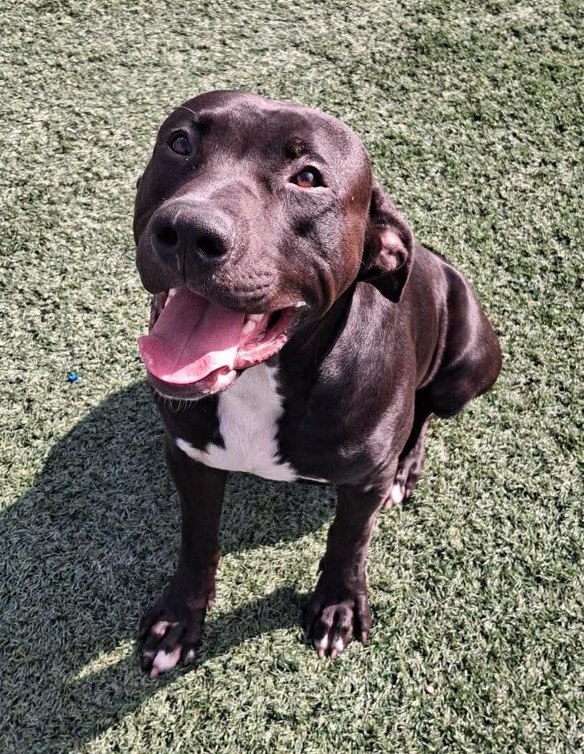 SCAR- $75 ADOPTION FEE! DIAMOND DOG! - Labrador Retriever / Pit Bull Terrier available for adoption