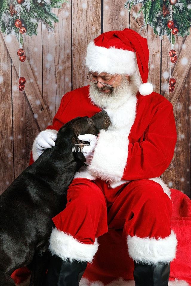 SCAR- $75 ADOPTION FEE! DIAMOND DOG! - Labrador Retriever / Pit Bull Terrier available for adoption