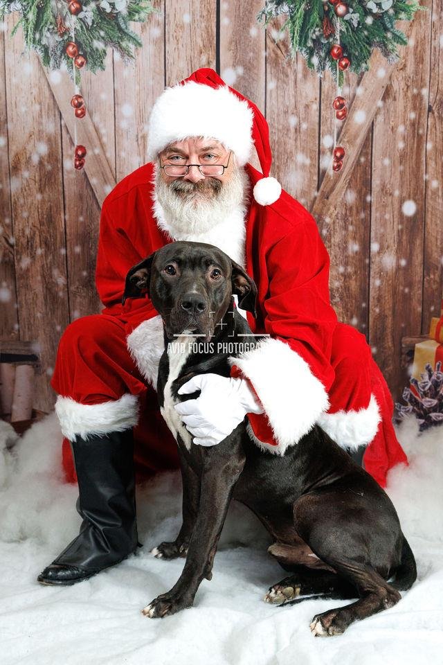 Scar- $75 Adoption Fee! Diamond Dog! - Photo 3