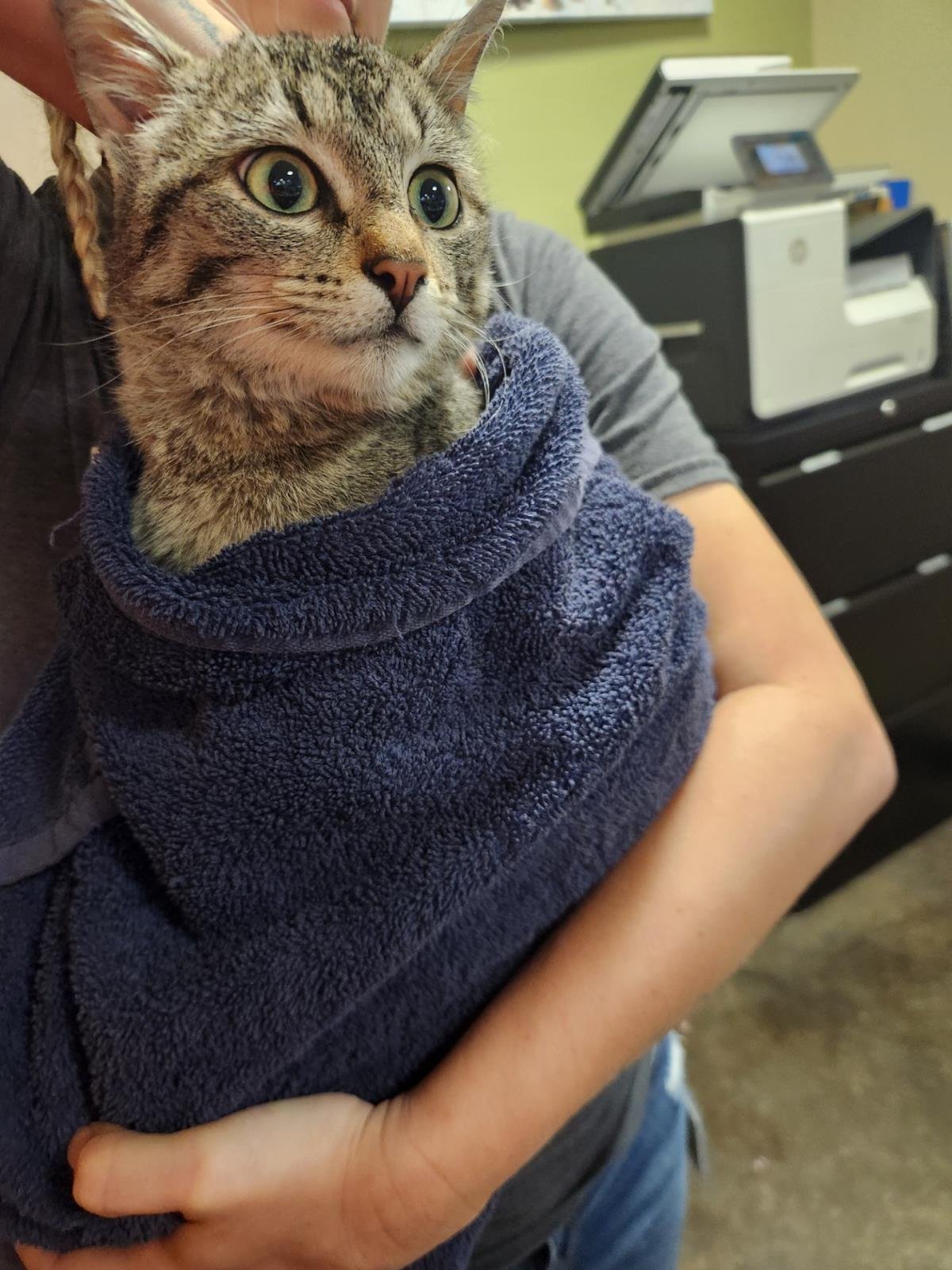 FOUND STRAY: TORRENTE - Domestic Short Hair available for adoption