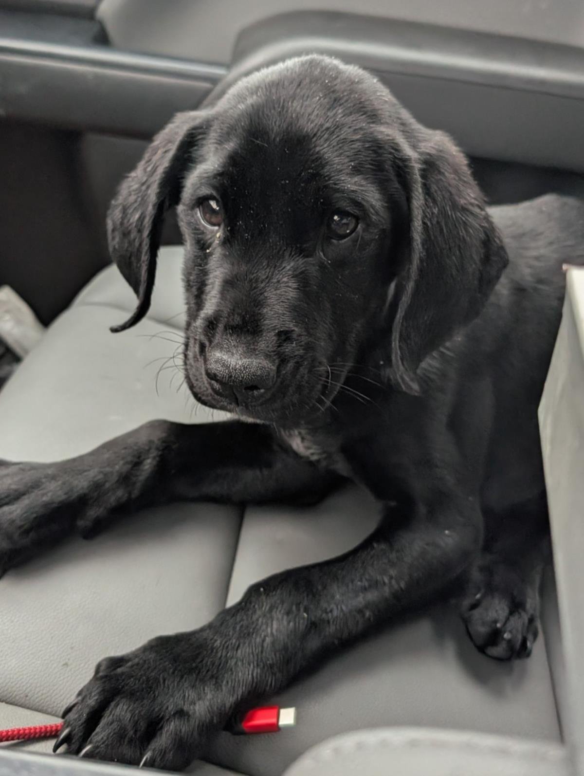 SIR WAGGINGTON - Labrador Retriever / Hound available for adoption