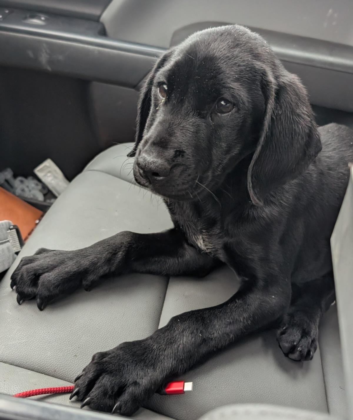 SIR WAGGINGTON - Labrador Retriever / Hound available for adoption