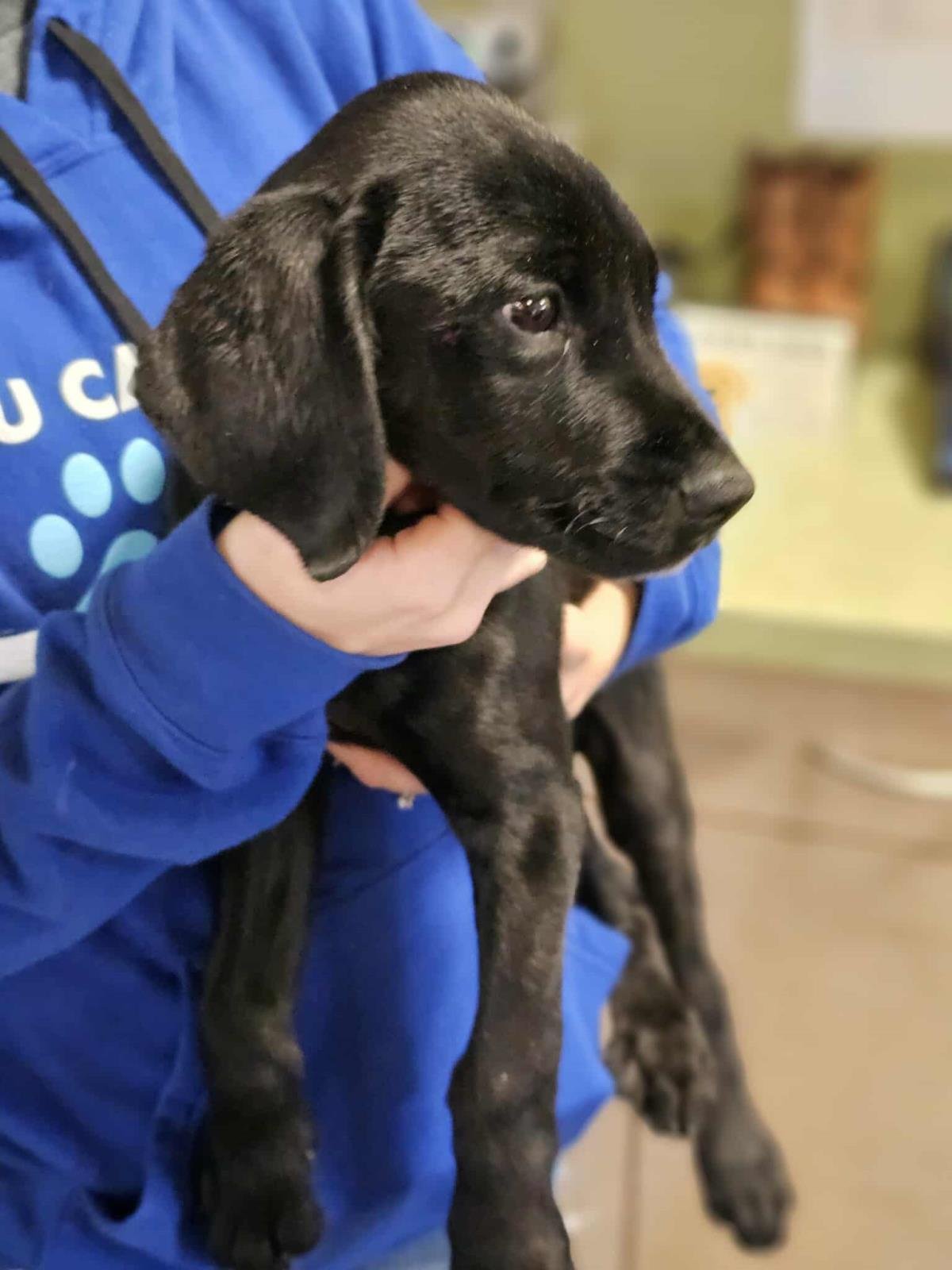 Sir Waggington - Photo 3