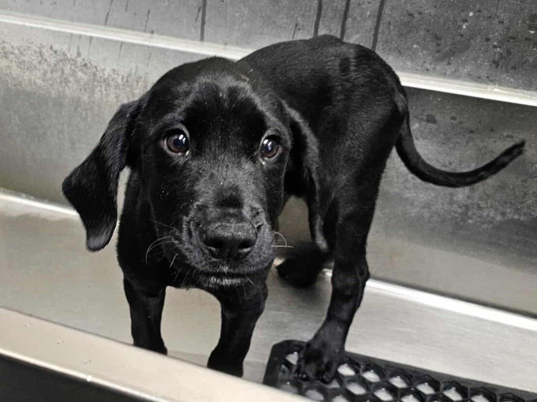 Sir Waggington - Photo 4