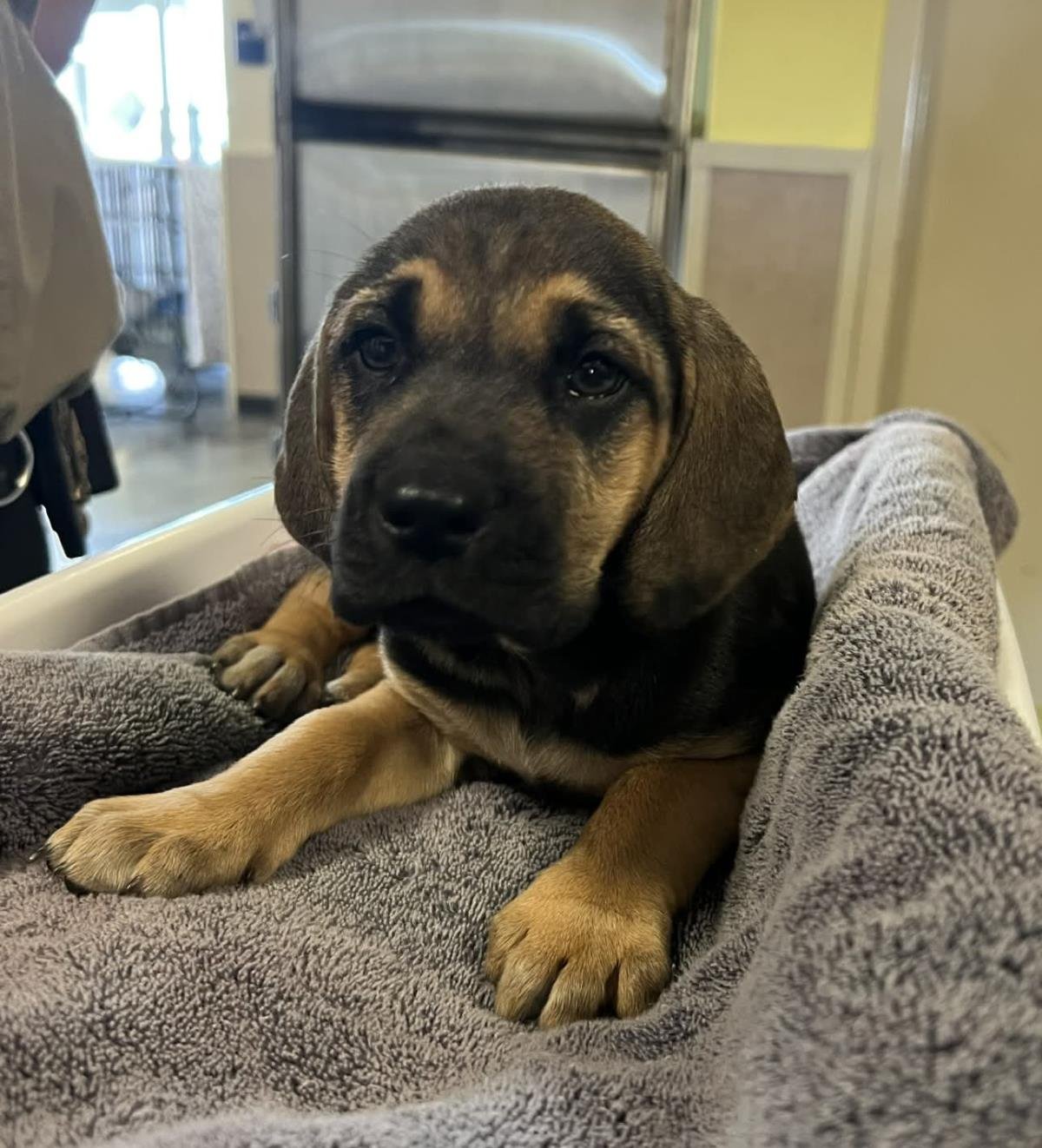 DARCY - Bloodhound / Shepherd available for adoption