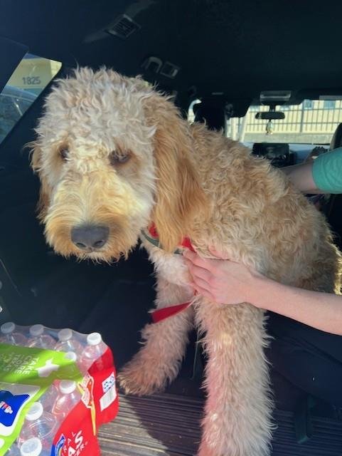 NOODLE - Golden Retriever / Poodle (Miniature) available for adoption