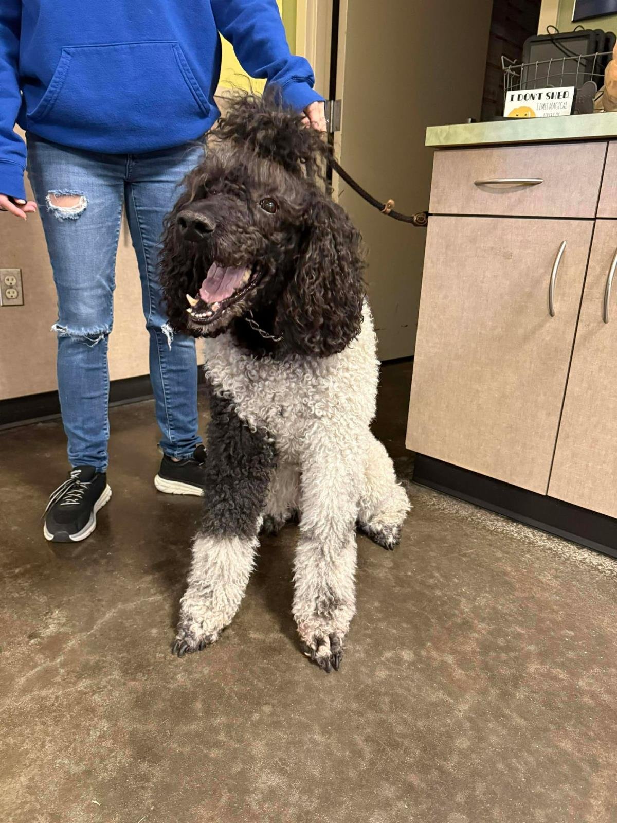 FOUND STRAY: THREE - Poodle (Standard) available for adoption