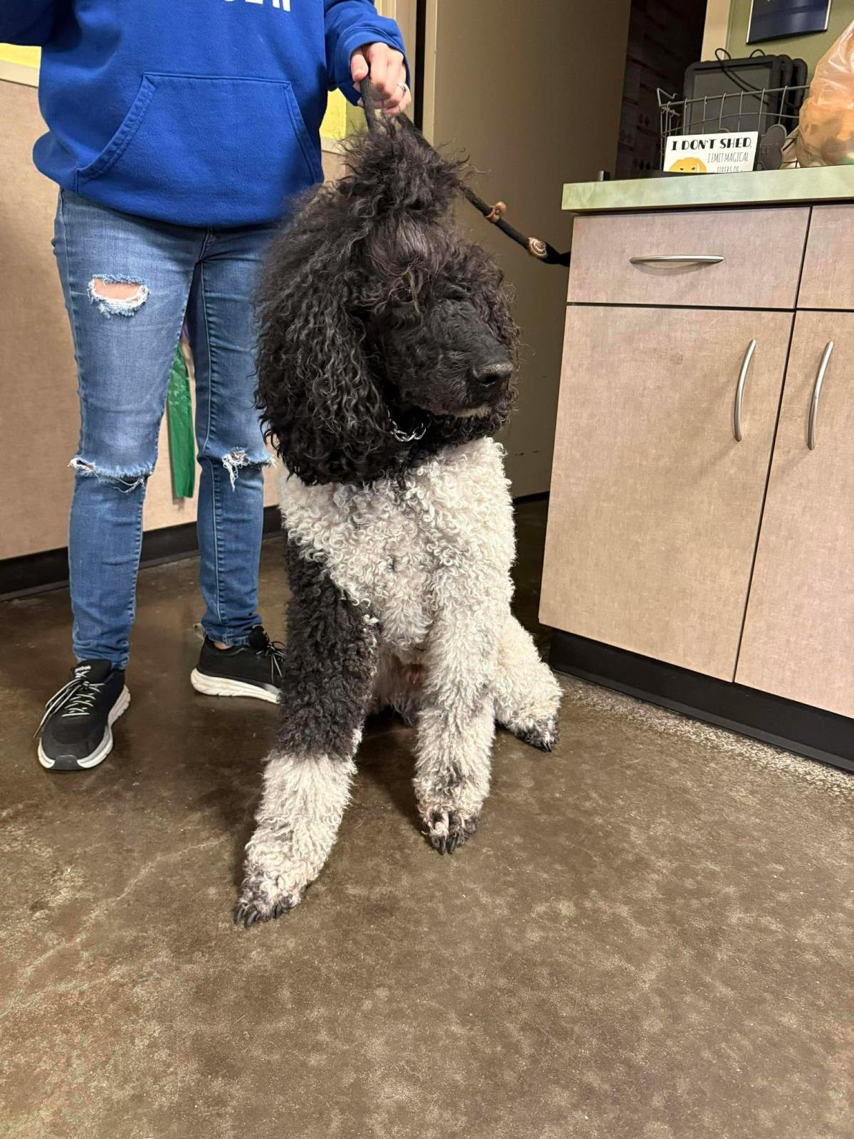 FOUND STRAY: THREE - Poodle (Standard) available for adoption