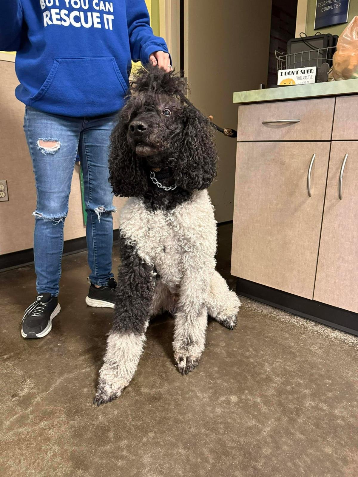 Found stray: Three - Photo 3