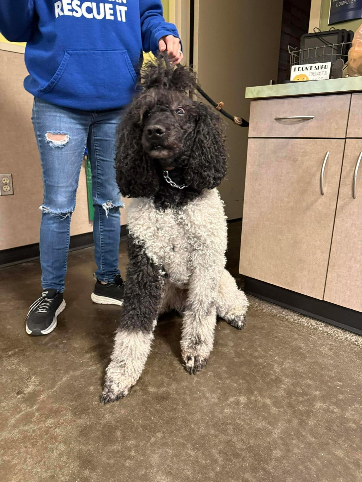 Found stray: Three - Photo 4