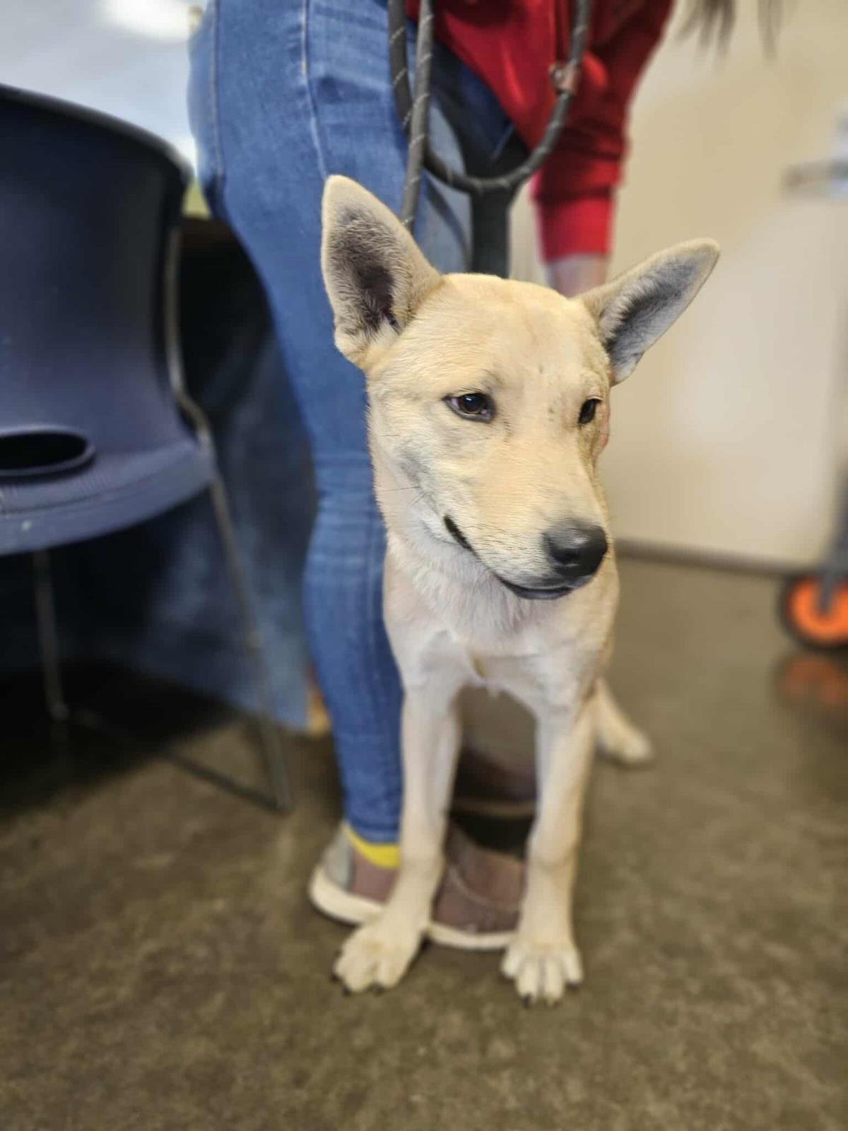 GATOR - Shiba Inu / Shepherd available for adoption