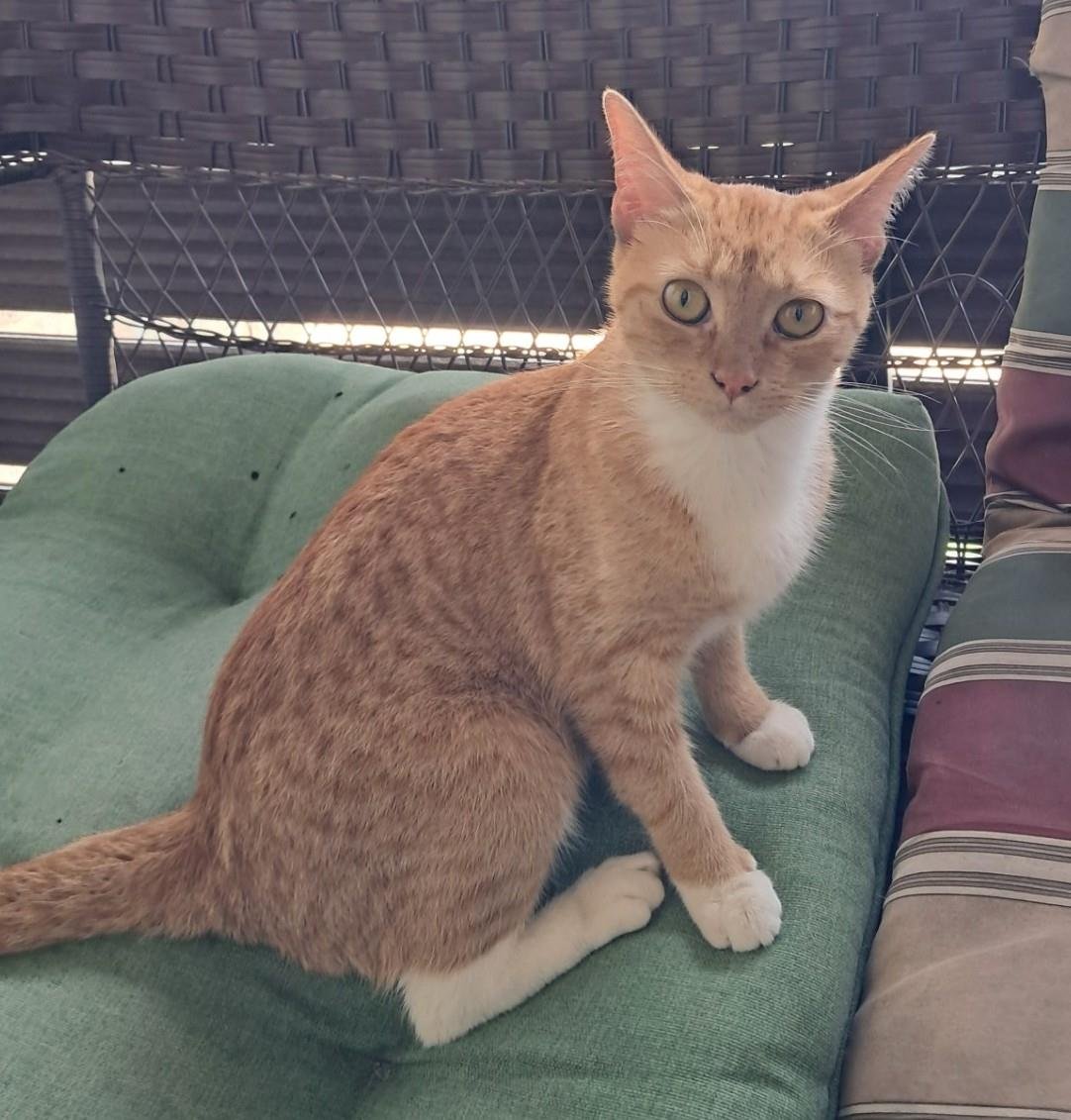 PEACHES - Domestic Short Hair available for adoption