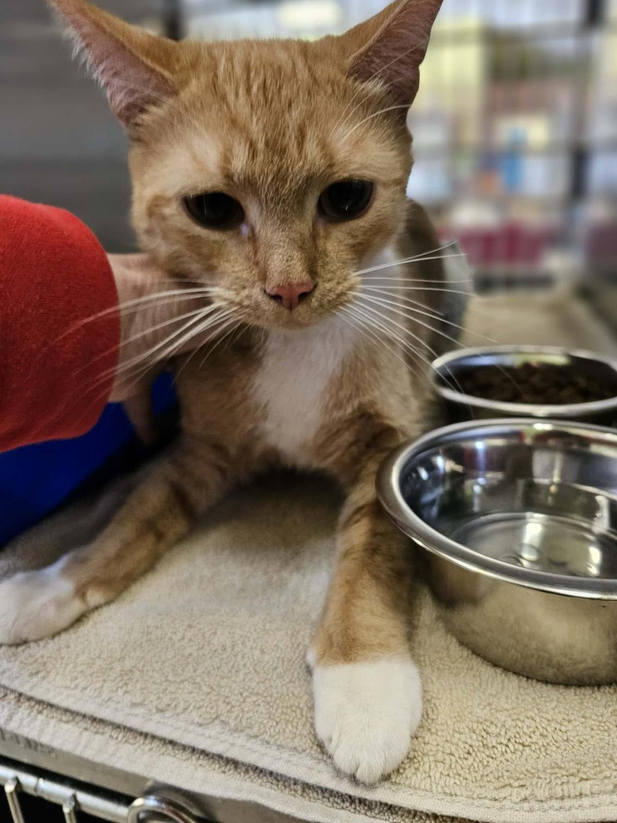 PEACHES - Domestic Short Hair available for adoption