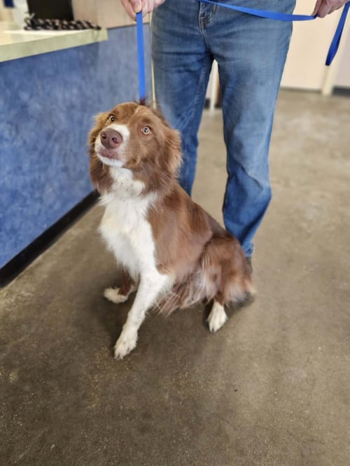 FOUND STRAY: HARRISON - Border Collie available for adoption