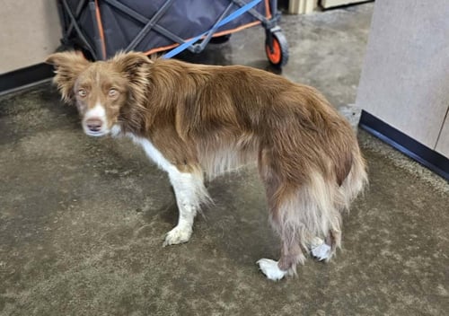 FOUND STRAY: HARRISON - Border Collie available for adoption