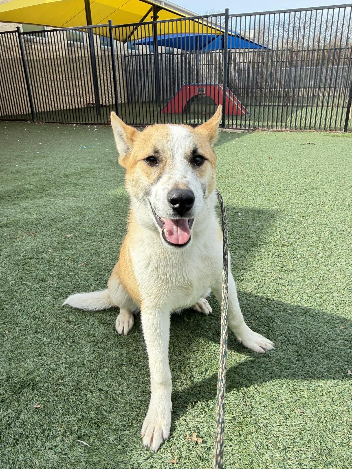 SHRIMP - Shiba Inu / Shepherd available for adoption