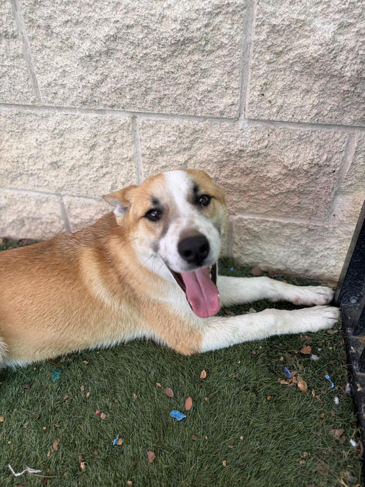 SHRIMP - Shiba Inu / Shepherd available for adoption