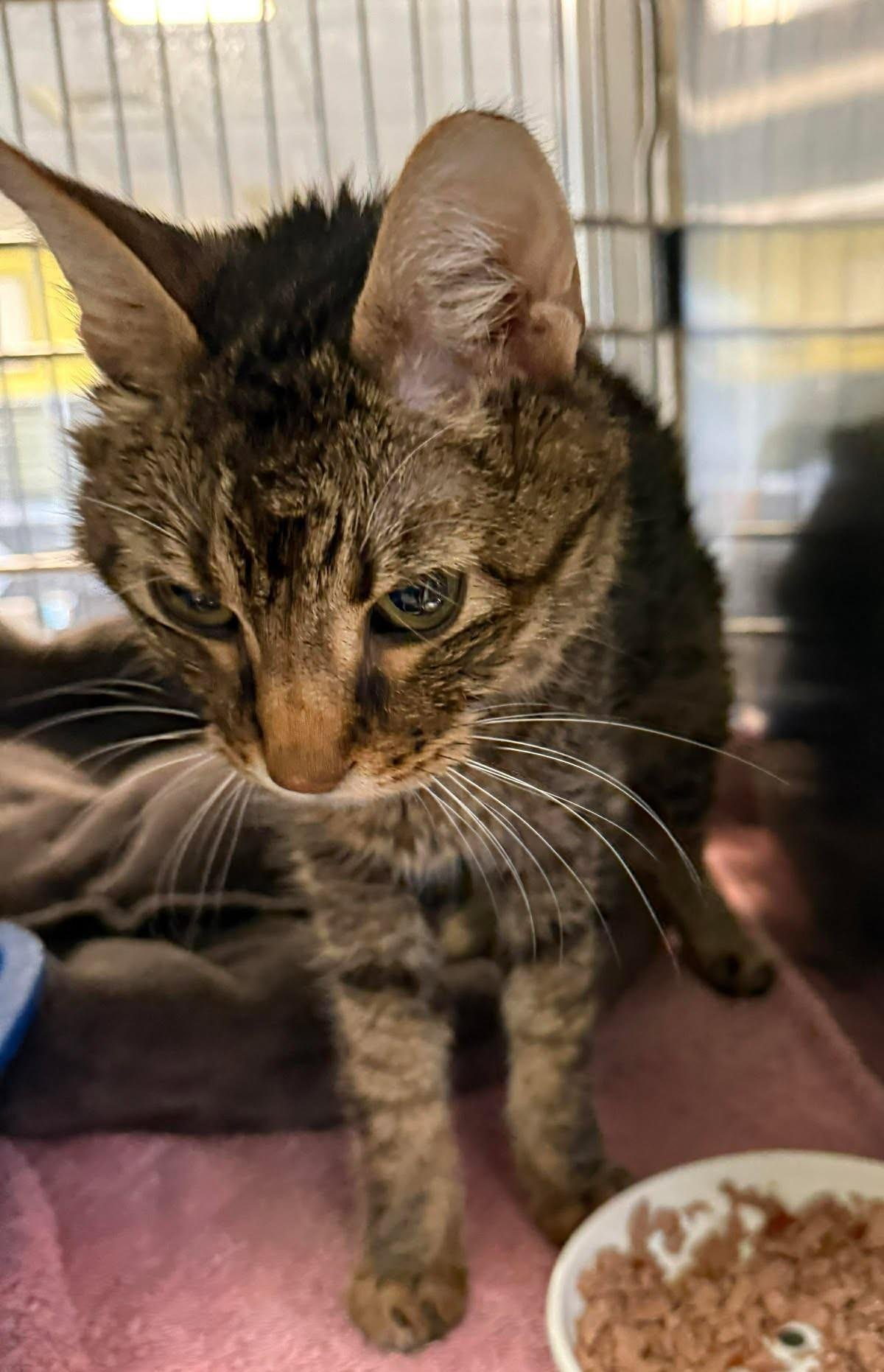 ZEUS - Domestic Short Hair available for adoption