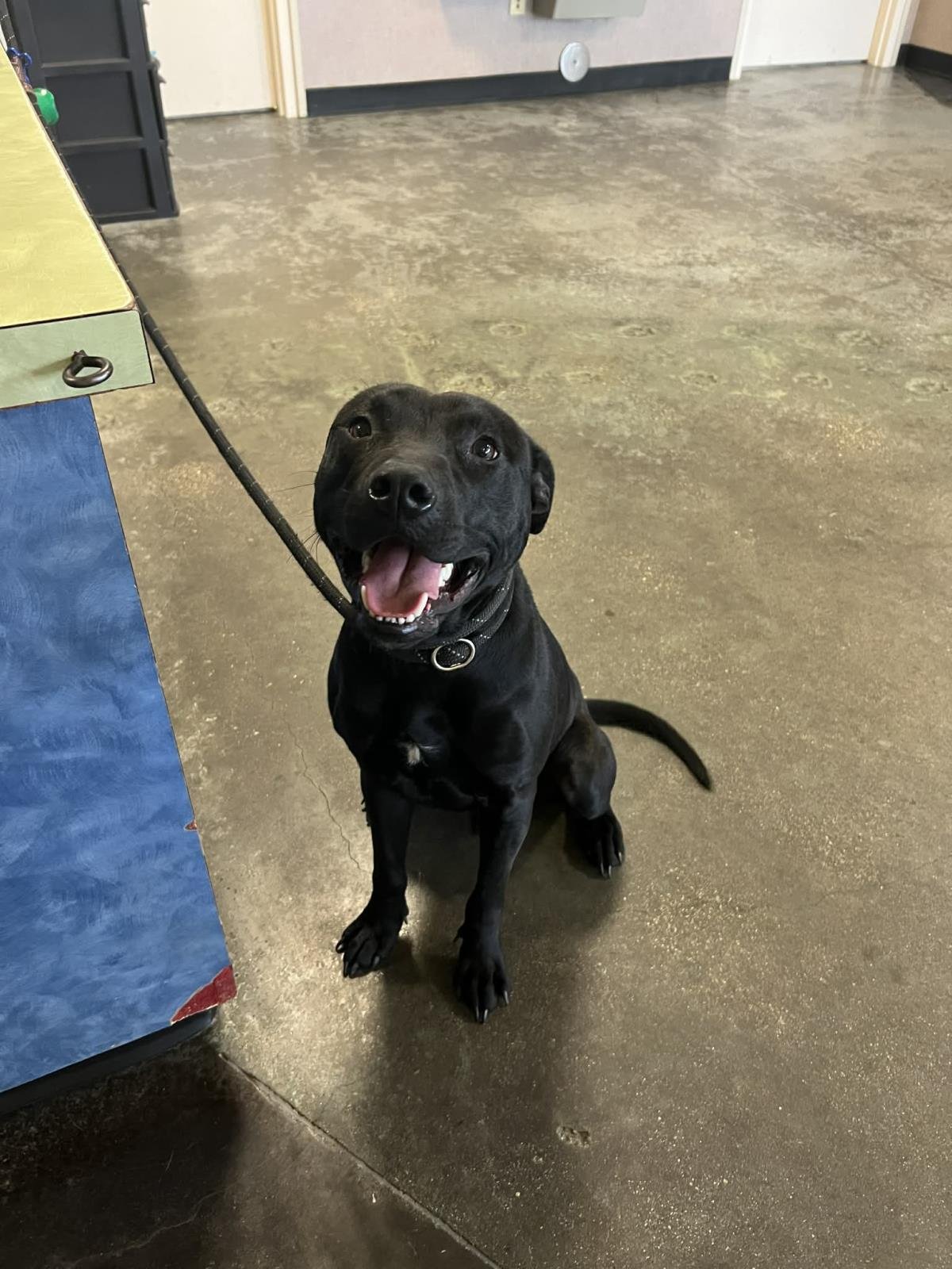 GUINNESS - American Pit Bull Terrier / Labrador Retriever available for adoption