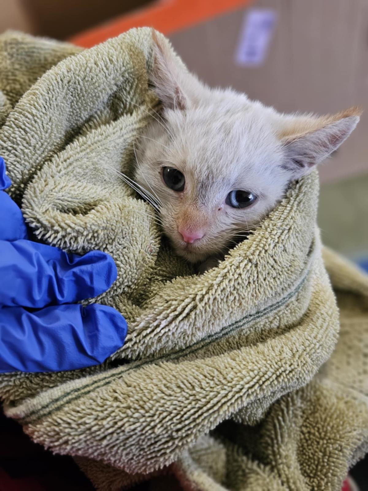 DASHER - Domestic Short Hair available for adoption