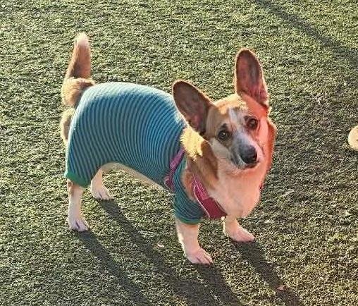 LOE-IN FOSTER - Corgi available for adoption