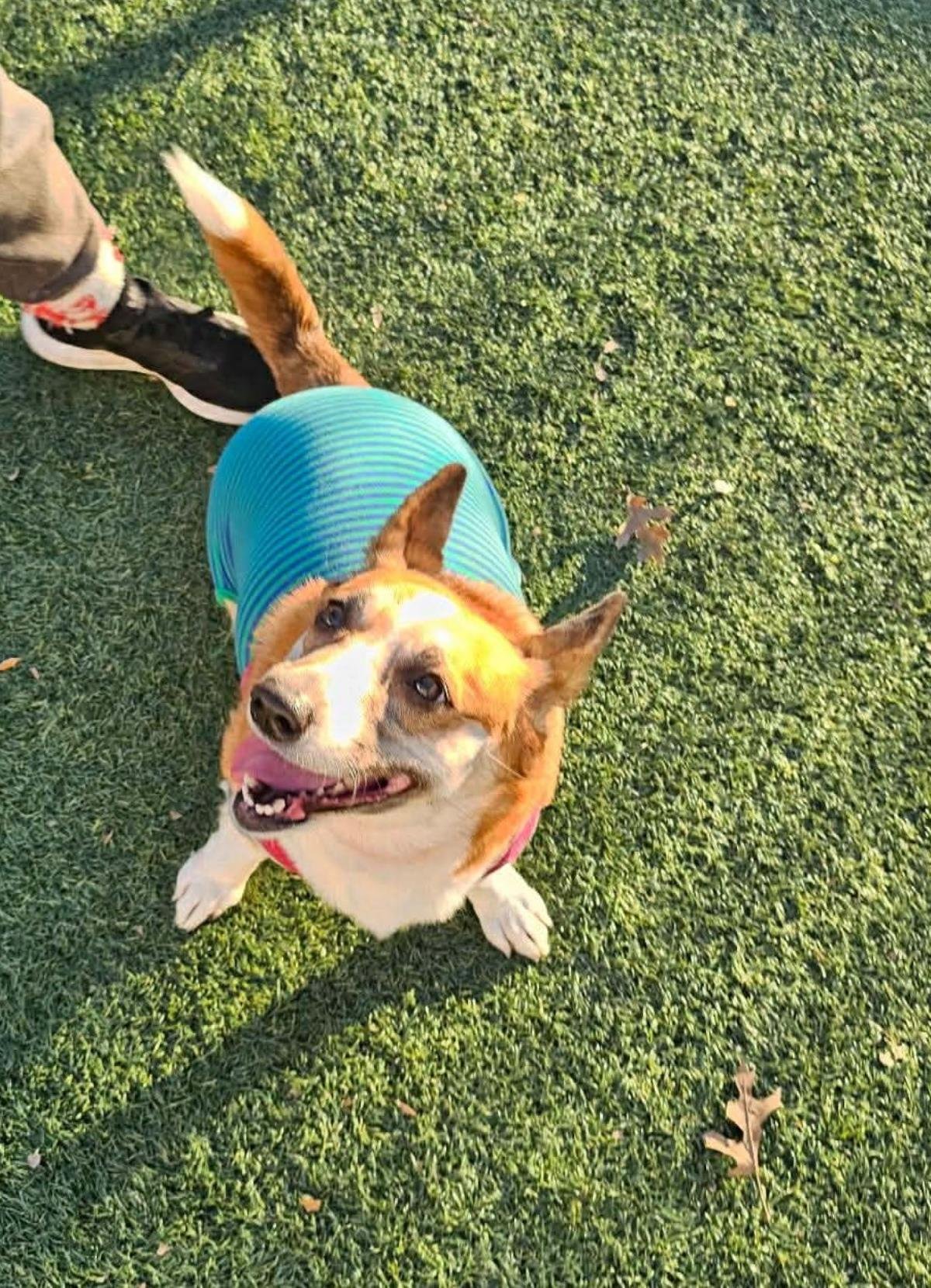 LOE-IN FOSTER - Corgi available for adoption