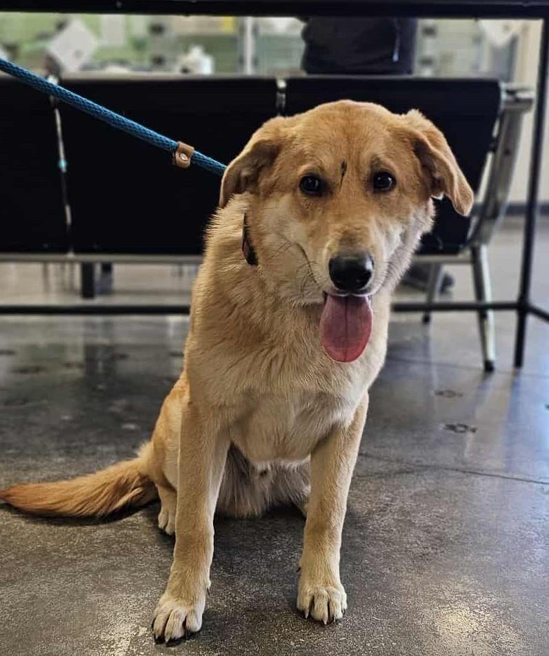 FOUND STRAY: NEMO - Labrador Retriever / Shepherd available for adoption