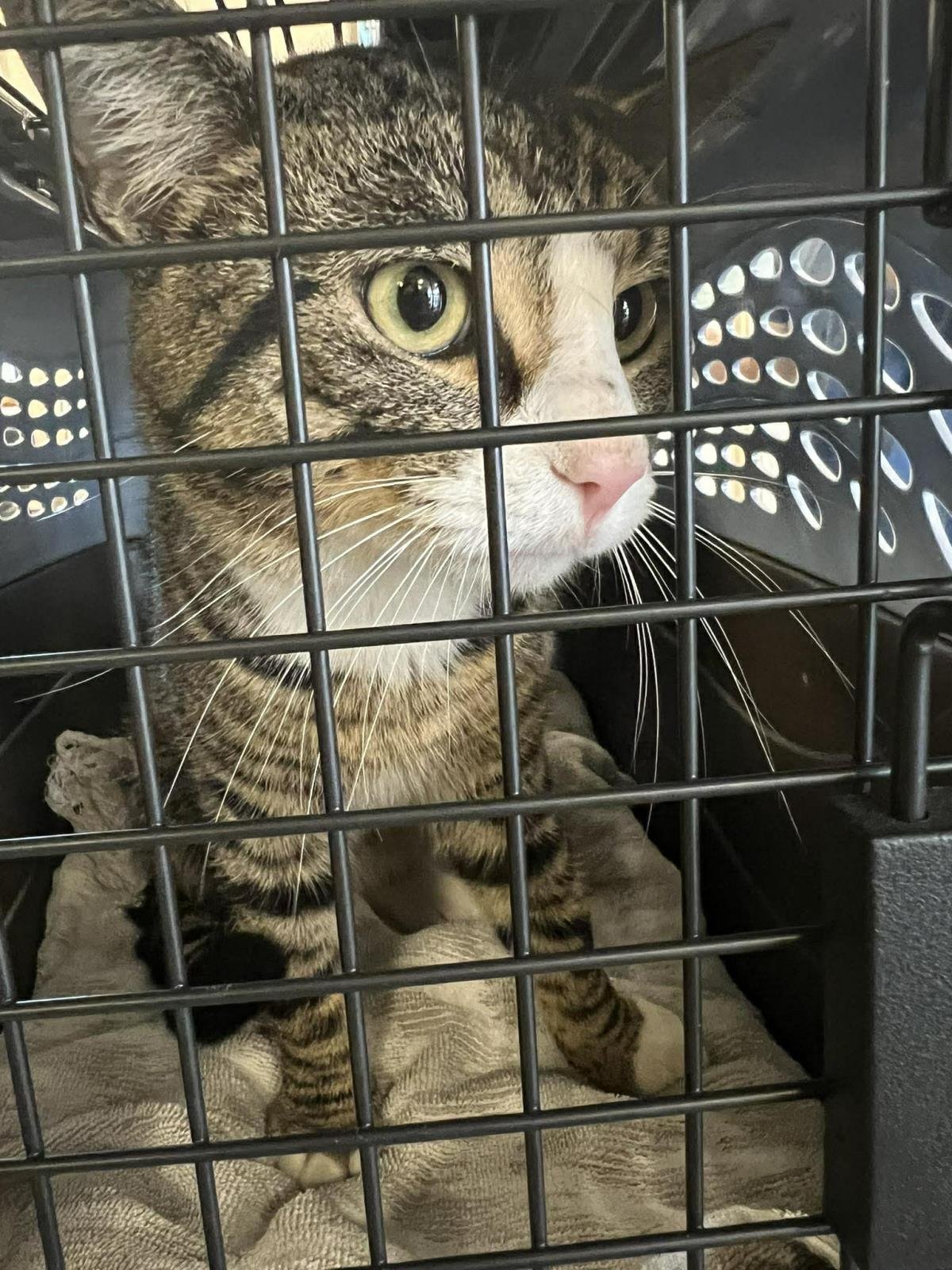 FREDDY - Domestic Short Hair available for adoption