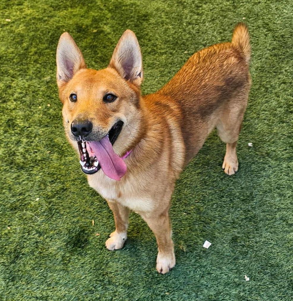 ACHILLES- $75 ADOPTION FEE! DIAMOND DOG