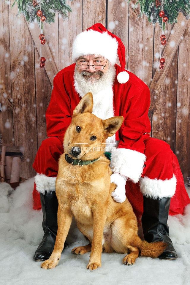 ACHILLES- $75 ADOPTION FEE! DIAMOND DOG - Shepherd / Carolina Dog available for adoption