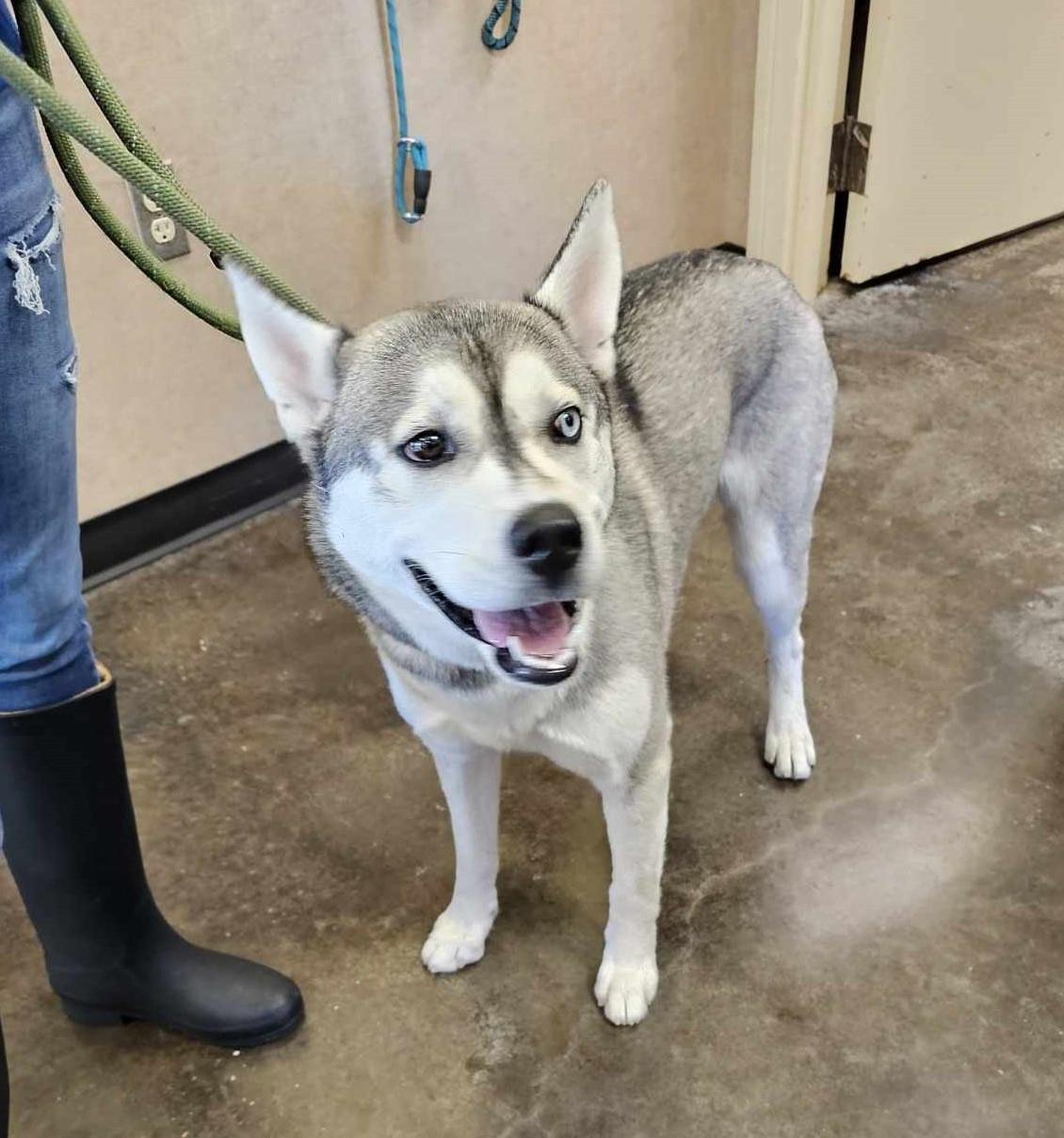 CHEROKEE - Husky available for adoption