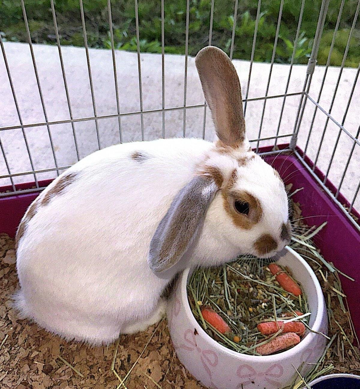 LUNA - Holland Lop available for adoption