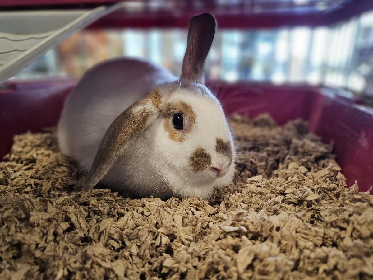 LUNA - Holland Lop available for adoption