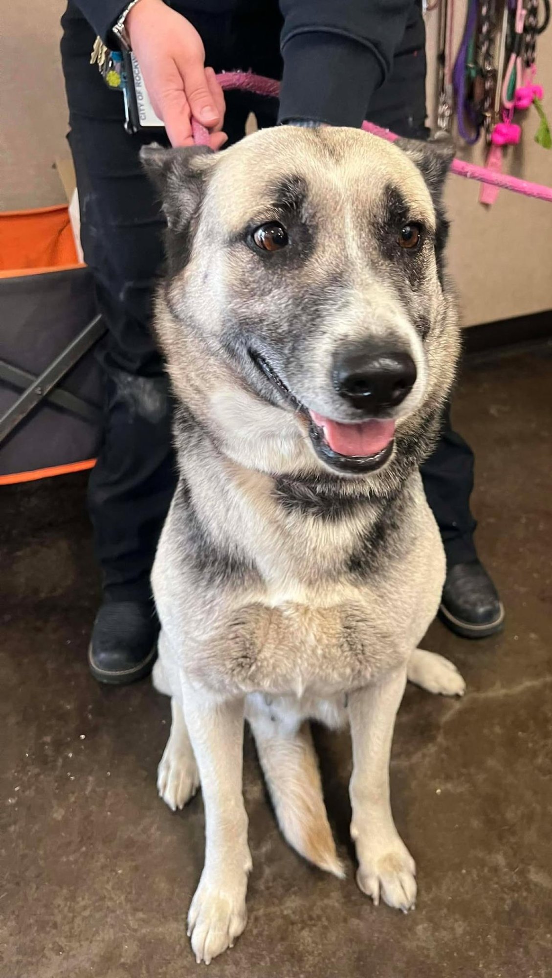 DELILAH - German Shepherd Dog available for adoption