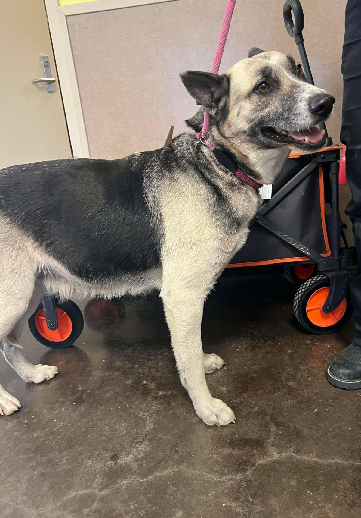 DELILAH - German Shepherd Dog available for adoption