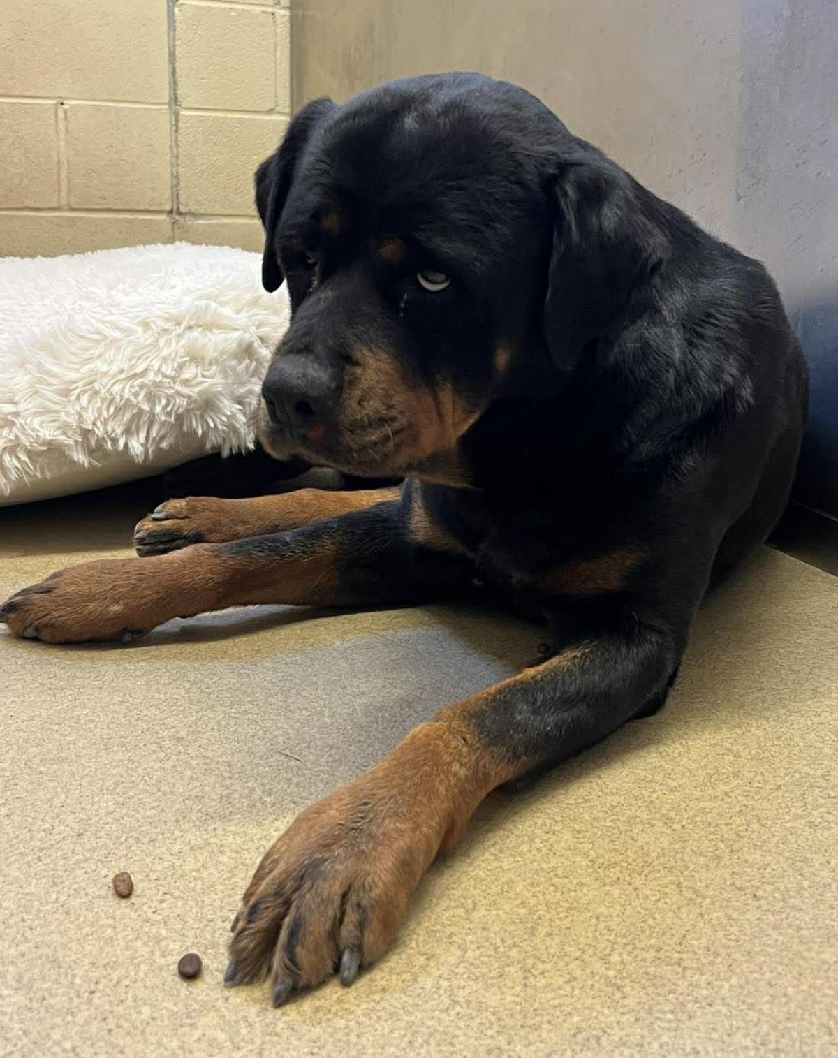 MARIA - Rottweiler available for adoption