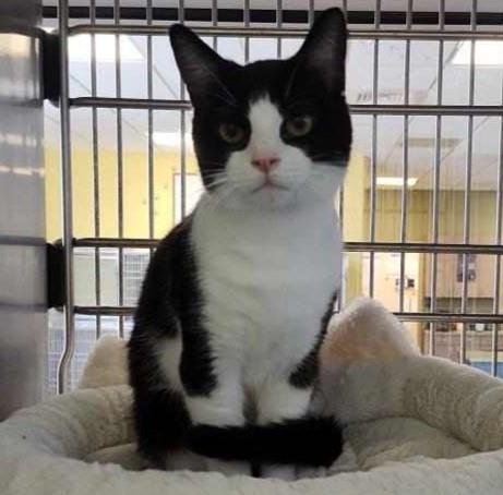 BAXTER - Domestic Short Hair available for adoption